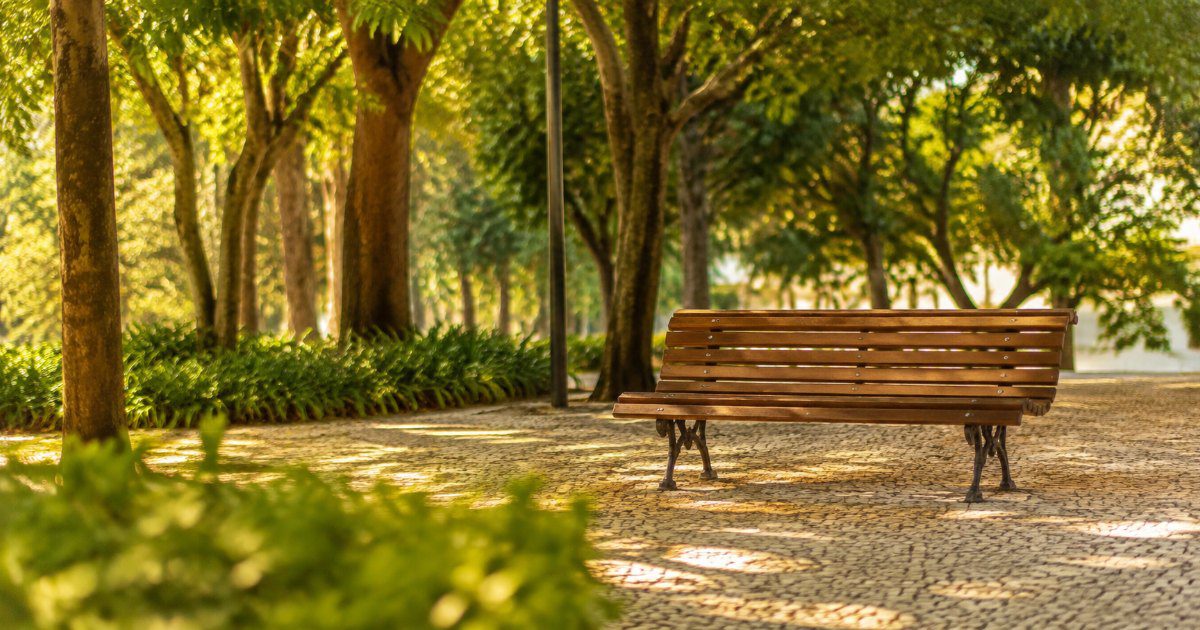 Banco de madeira vazio em praca arborizada sob luz suave do fim da tarde