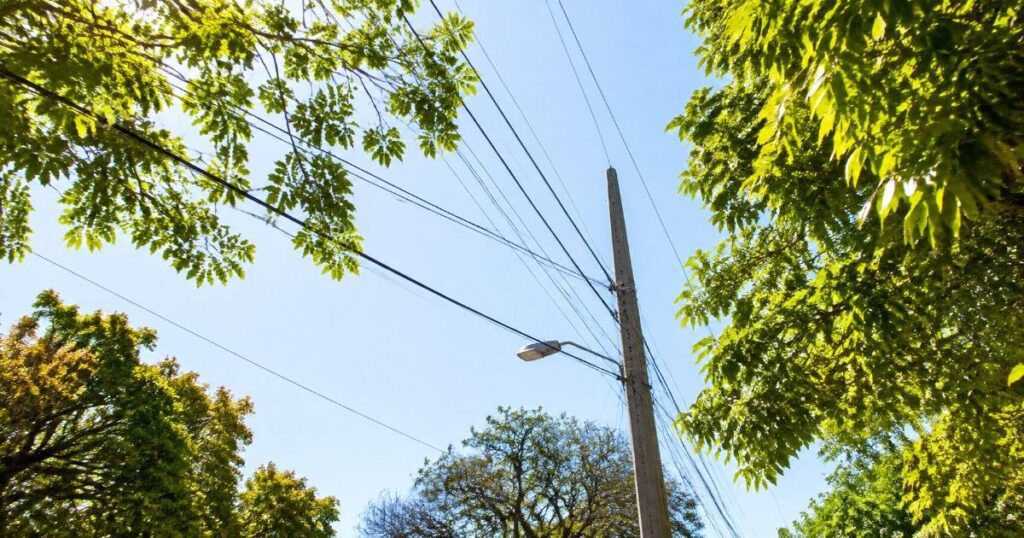 Poste de energia com fiacao entre folhas verdes iluminadas pelo sol e ceu claro