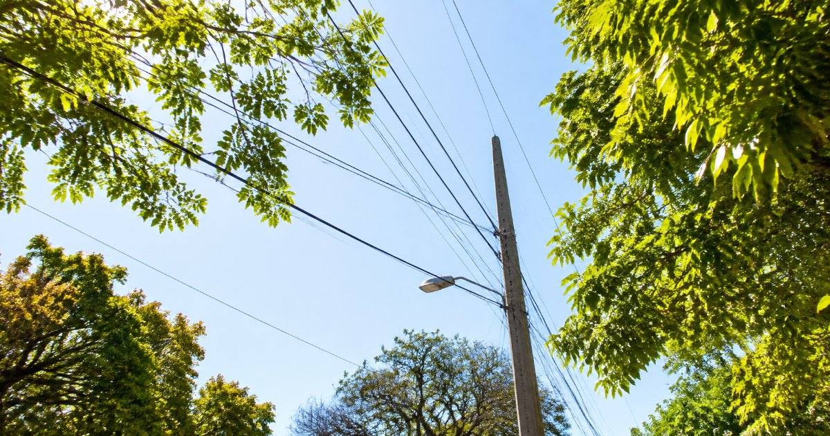 Poste de energia com fiacao entre folhas verdes iluminadas pelo sol e ceu claro